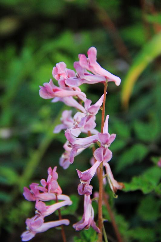 普州乱花迷人眼(请你补充)
