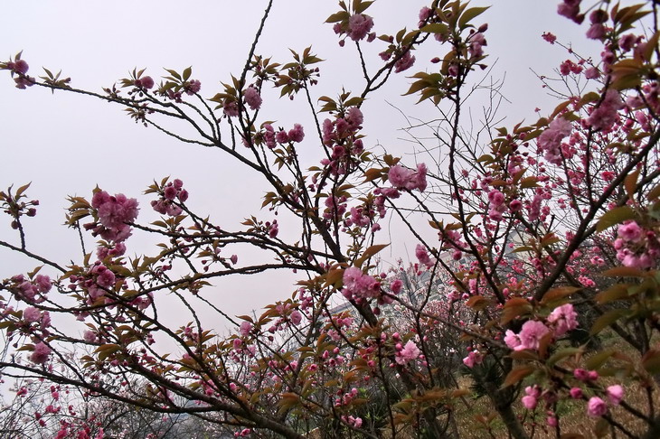 DSCF2559_СС.jpg