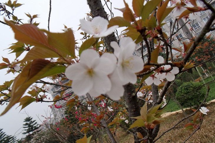 DSCF2562_СС.jpg