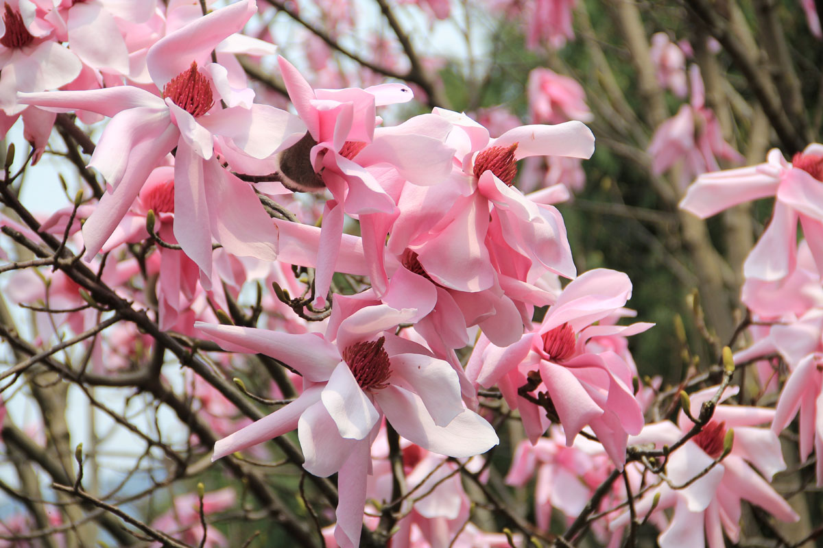 羌族最美的花辛夷花复制链接