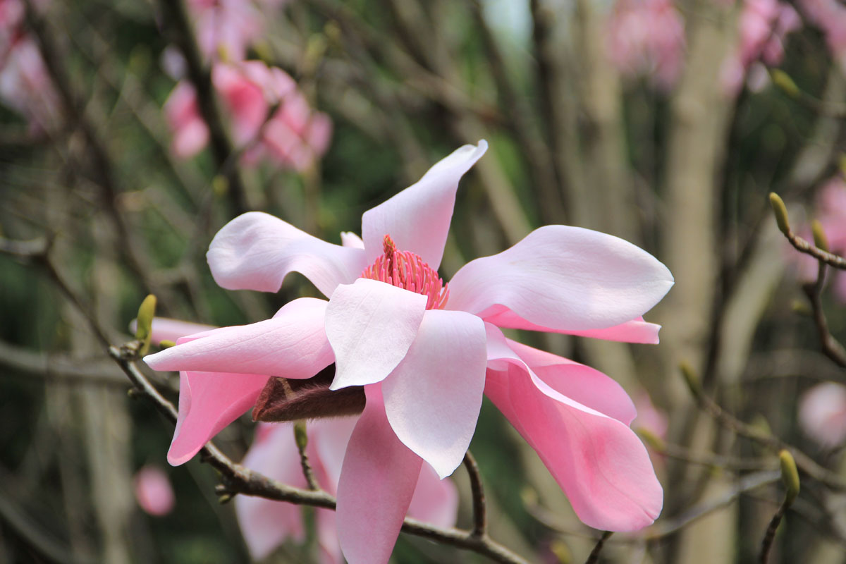 羌族最美的花辛夷花复制链接