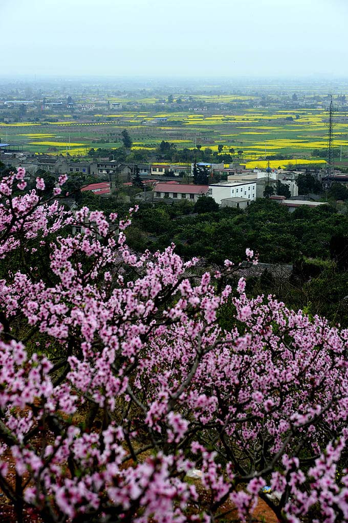 广汉松林桃花景区图片