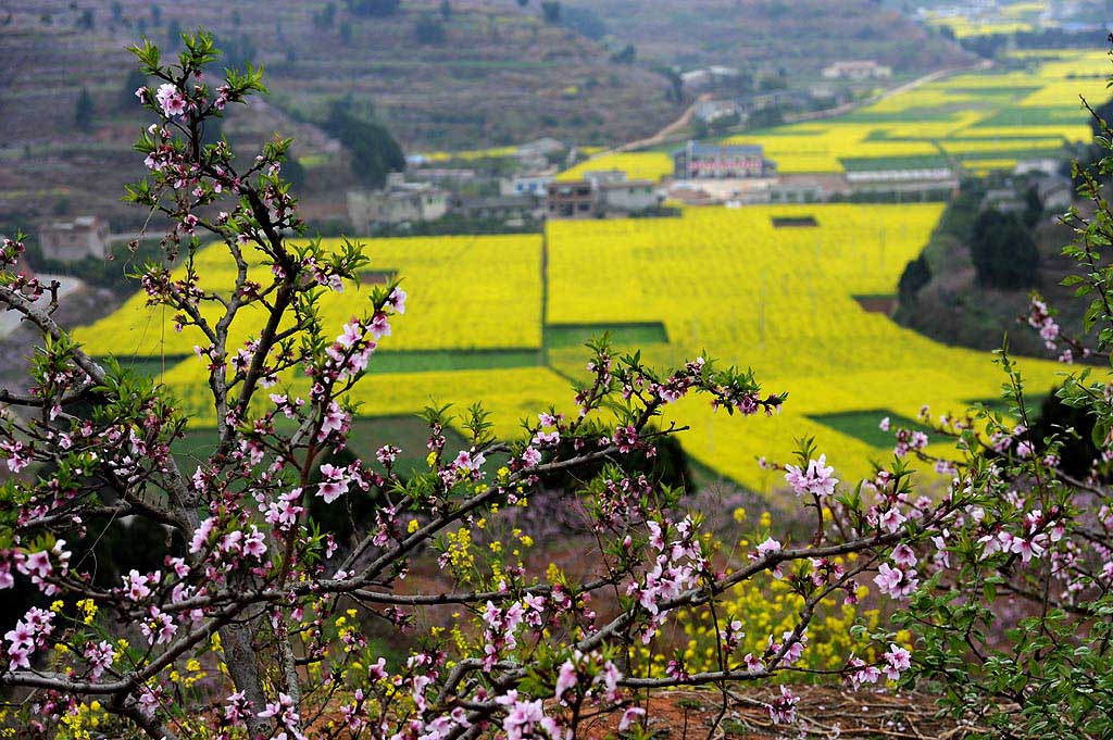 广汉松林桃花景区图片