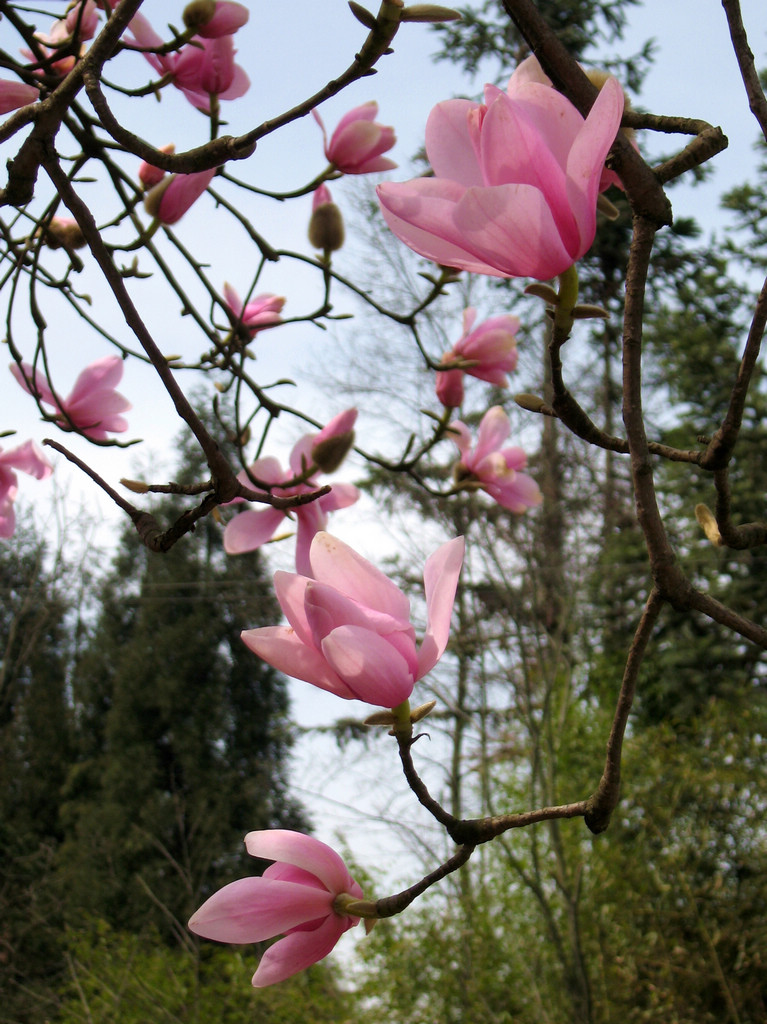 羌族最美的花辛夷花复制链接