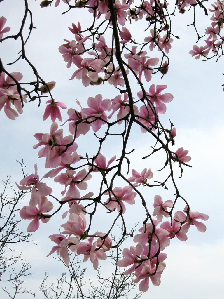 羌族最美的花辛夷花复制链接