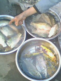 IMG0483A.jpg