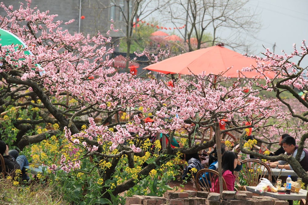 赞龙泉桃花山