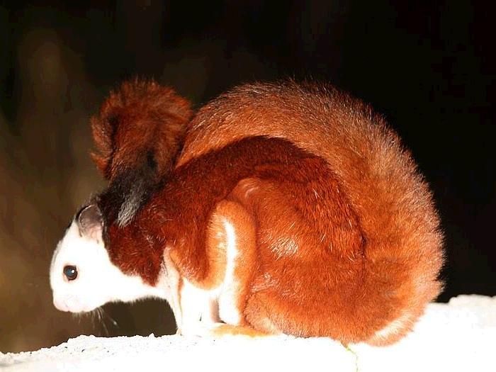 [原创]南江惊现国家2000年公布的"三有"珍稀野生保护动物