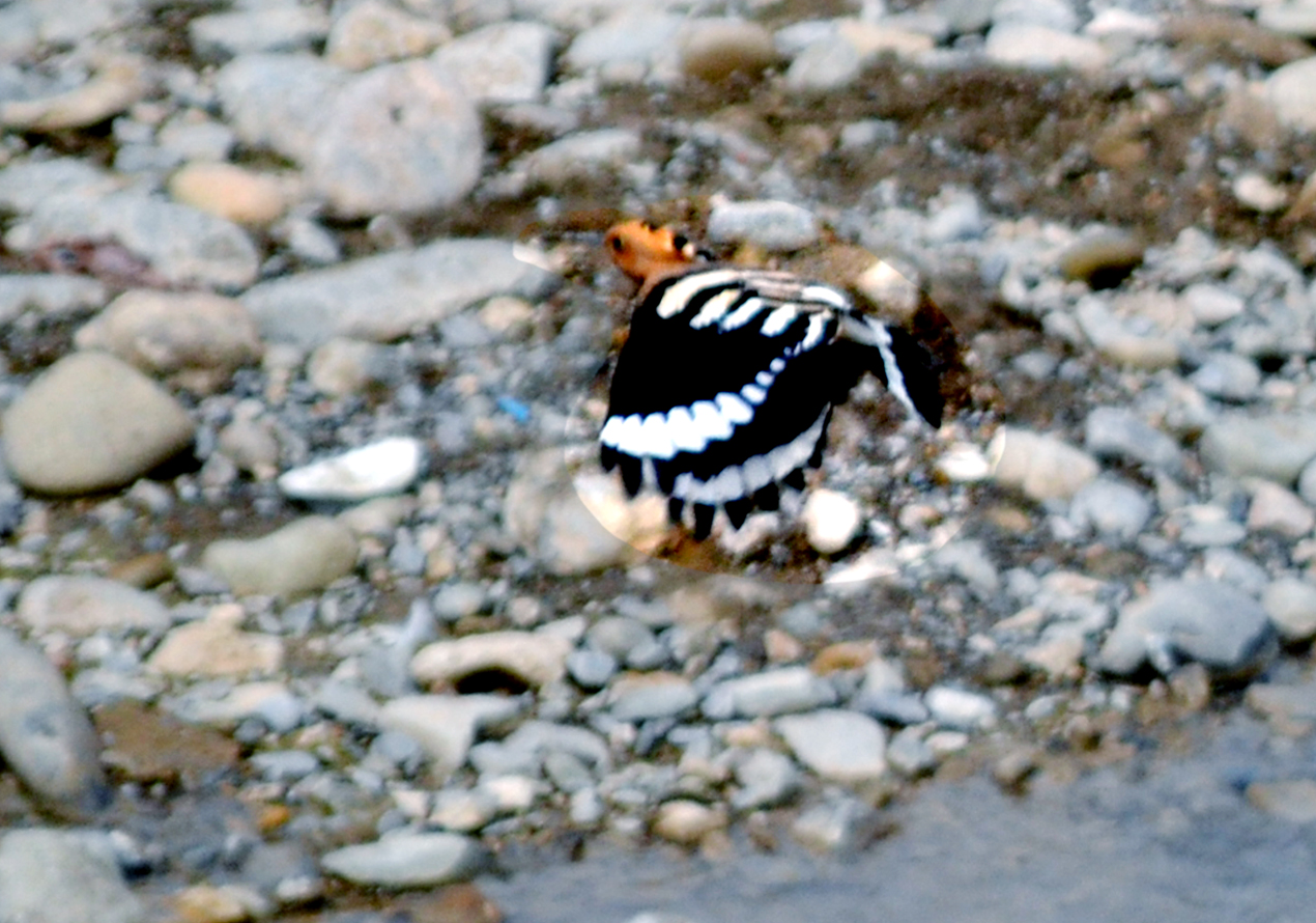DSC_0020.jpg