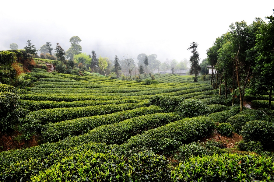 雨中游花楸山,别有一番滋味