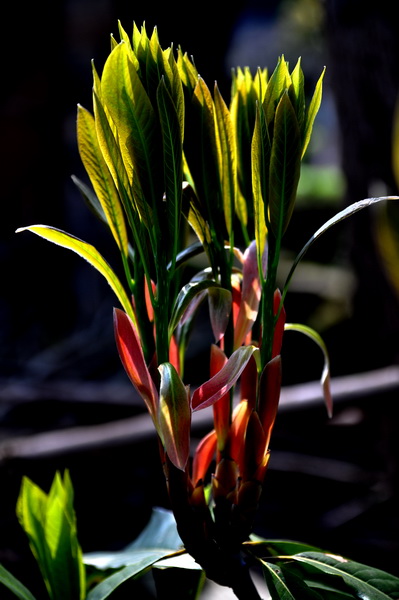 DSC_0036_С.jpg