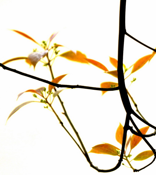 DSC_0093_С.jpg