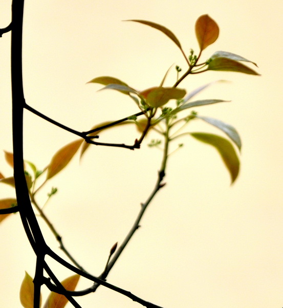DSC_0095_С.jpg