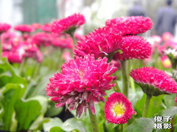 DSCN0907.jpg