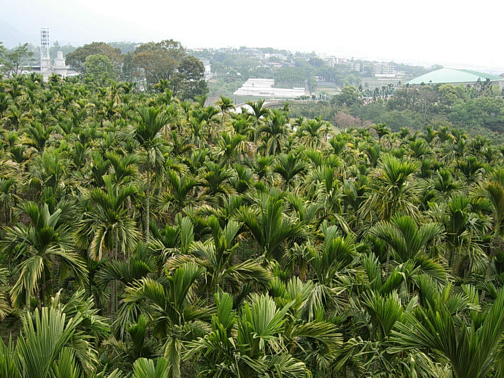 山坡下那一片茂盛的槟榔树