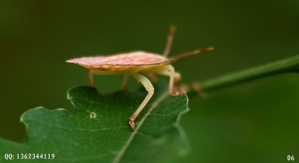 漂亮的打屁虫-西充论坛-麻辣社区 四川第一网络社区 你的言论 影响