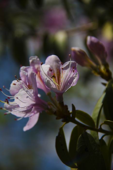 花之轿子--杜鹃---康巴影人图说康巴[复制链接]