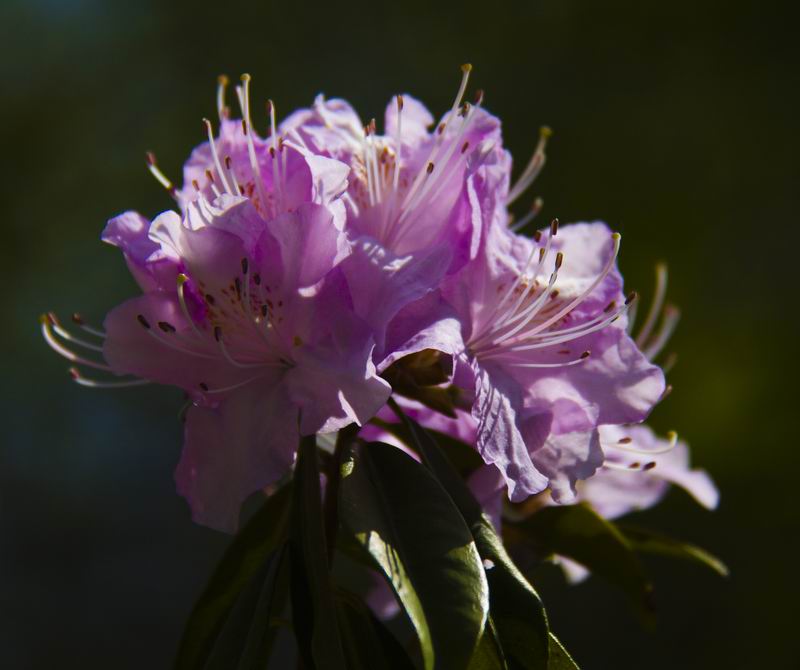 花之轿子--杜鹃---康巴影人图说康巴[复制链接]