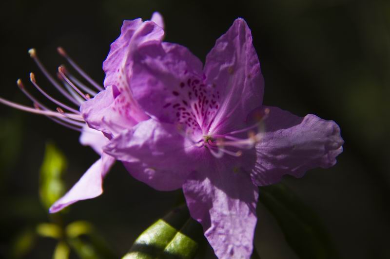 花之轿子--杜鹃---康巴影人图说康巴[复制链接]