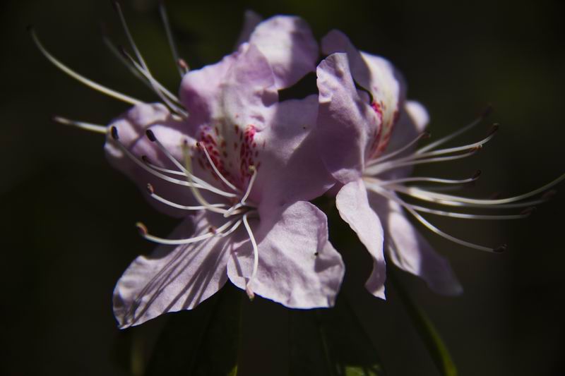 花之轿子--杜鹃---康巴影人图说康巴[复制链接]