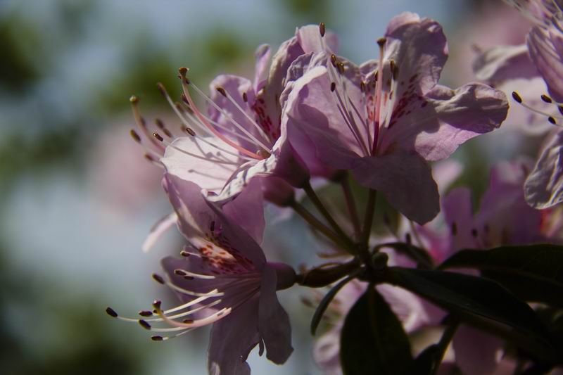 花之轿子--杜鹃---康巴影人图说康巴[复制链接]