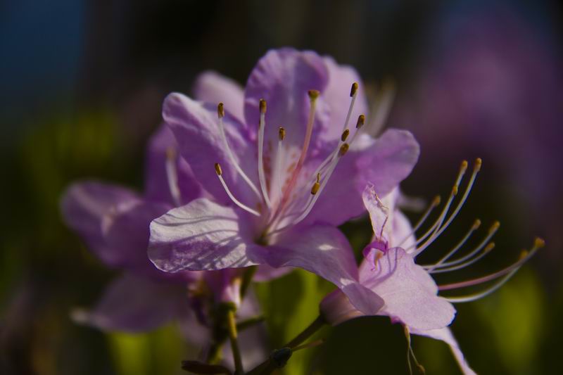 花之轿子--杜鹃---康巴影人图说康巴[复制链接]