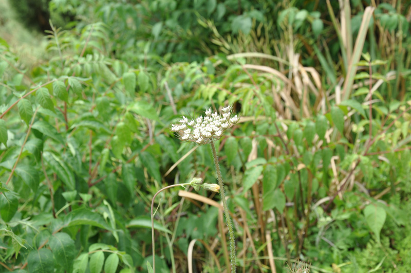 DSC_0238.jpg