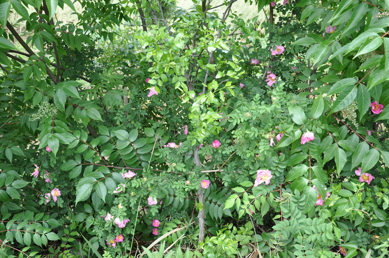 DSC_0246.jpg