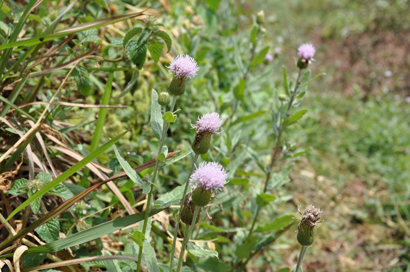 DSC_0255.jpg