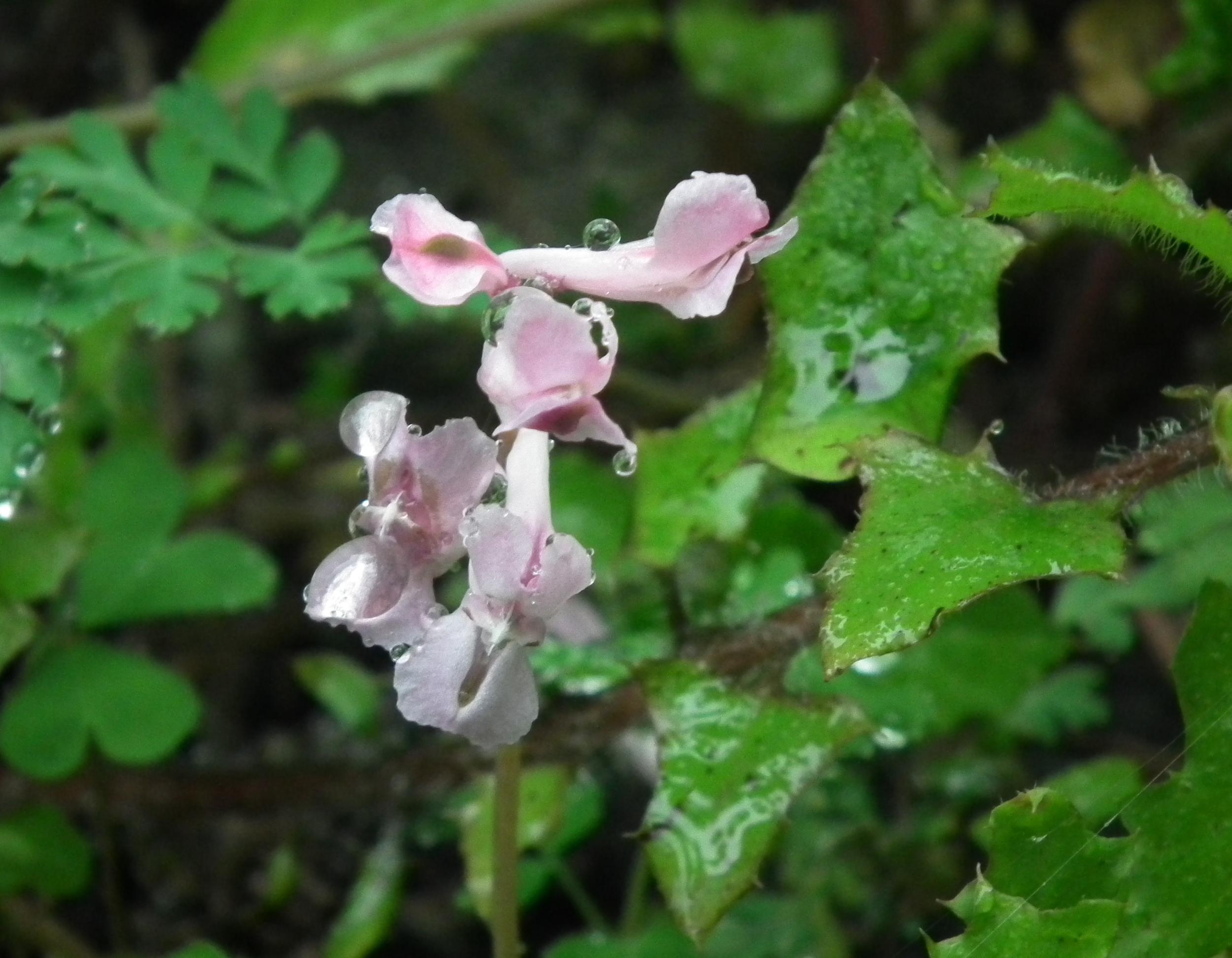 DSCF7193.JPG