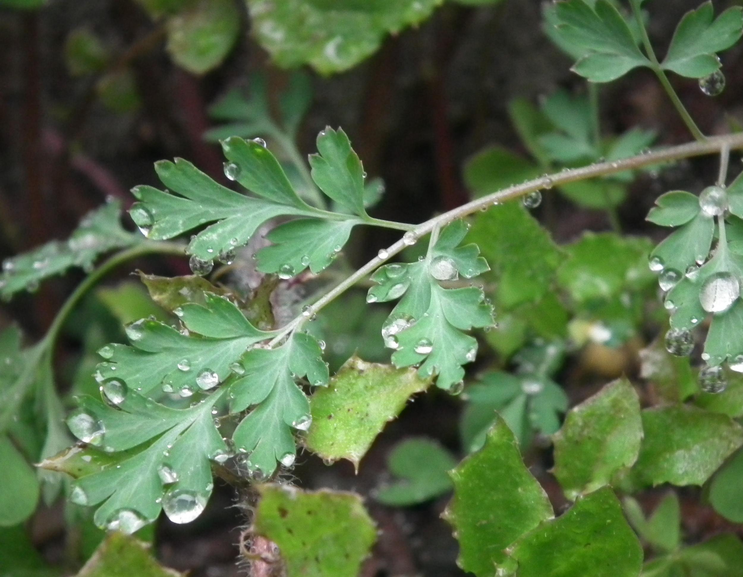 DSCF7194.JPG
