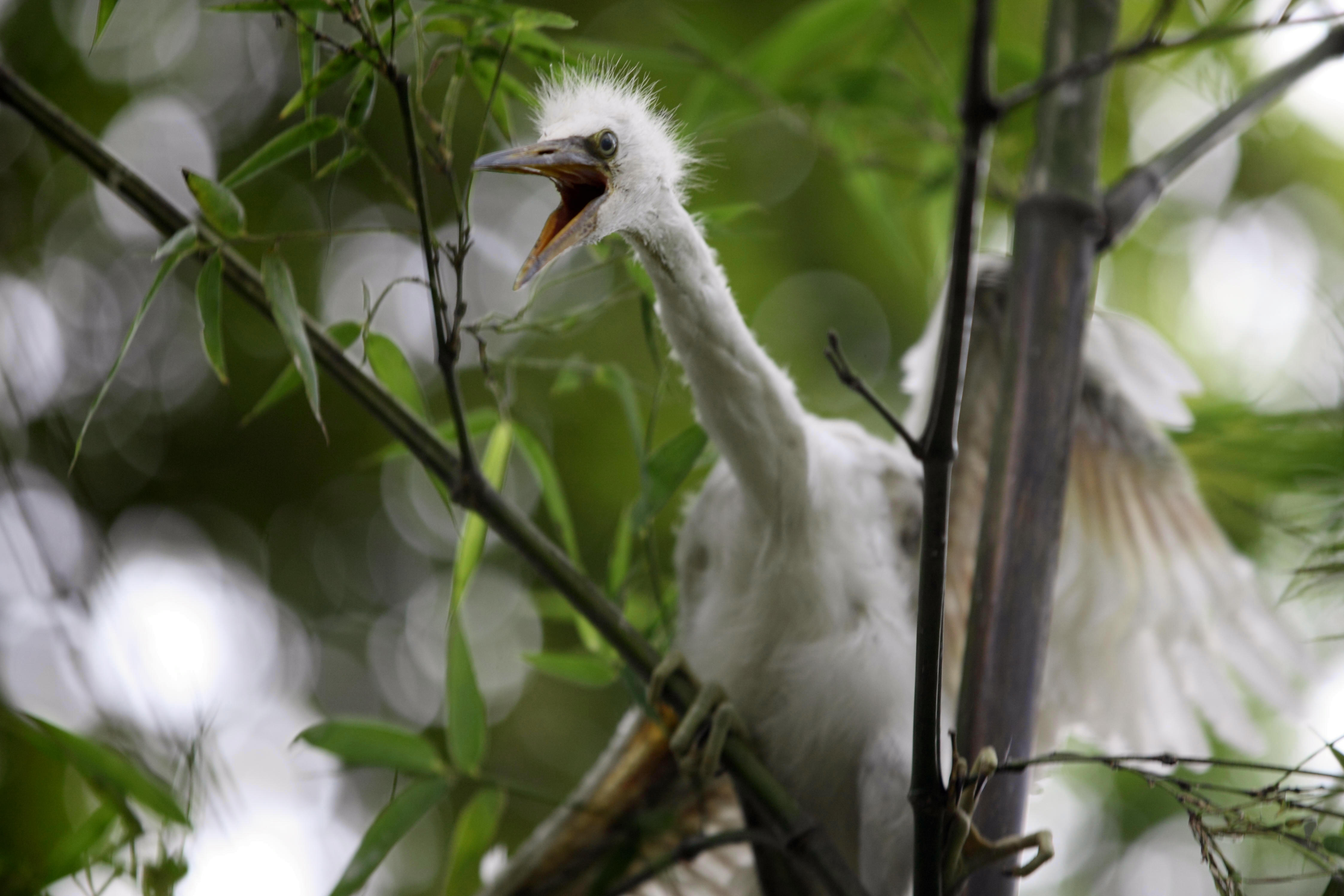 试飞——小白鹭