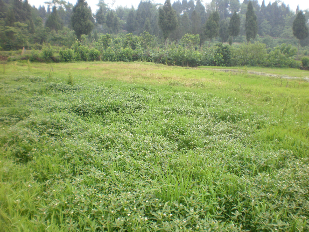 P3100551.JPG