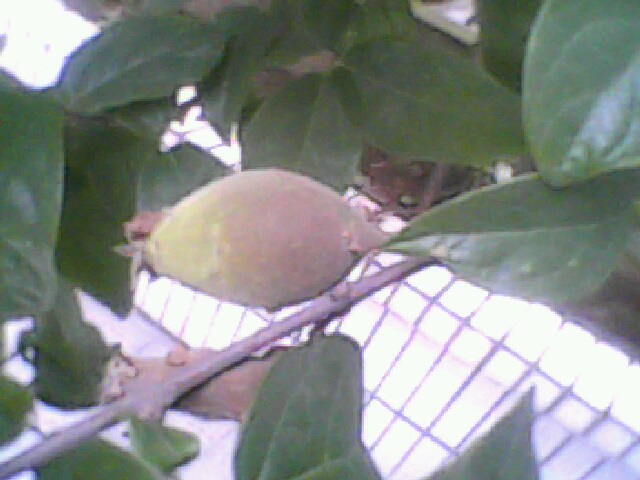 IMG0207A.jpg