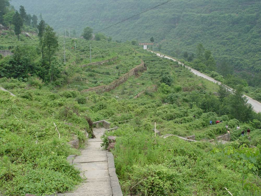 每年五月,我都會情不自禁想起家鄉滿山遍野的金銀花,想起那些摘花