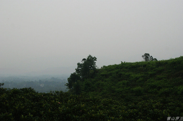 DSC00105.jpg