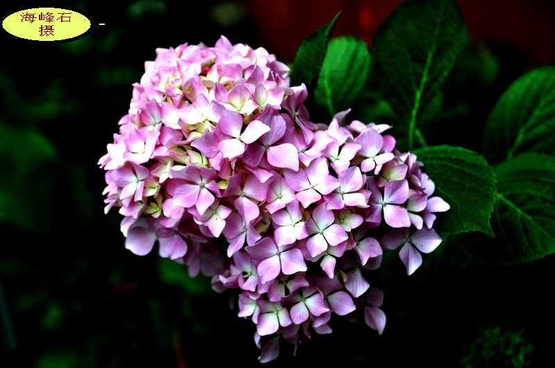 DSC_0171_С.jpg