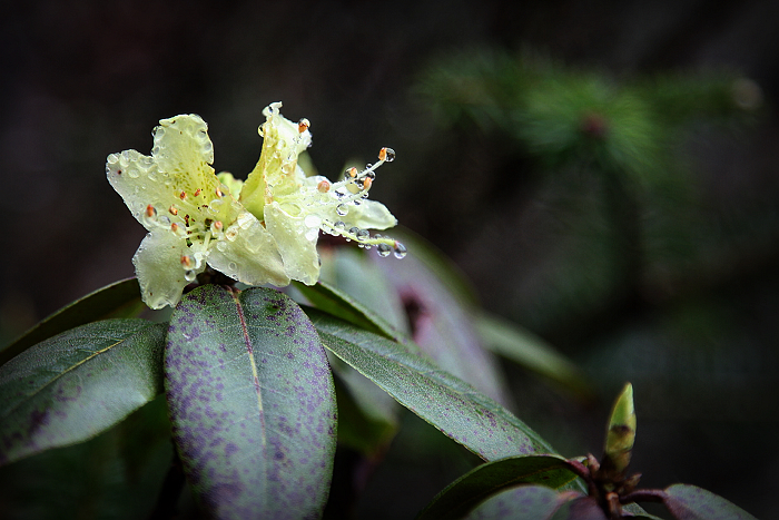 原创康巴高原上的花你一定会喜欢