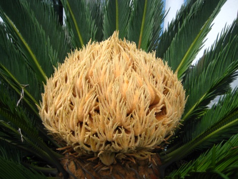 赏铁树花开朵朵 祝高考成绩辉煌