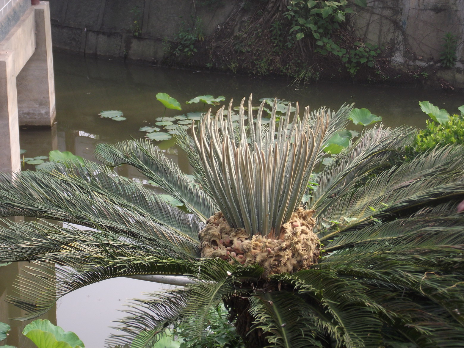 赏铁树花开朵朵 祝高考成绩辉煌