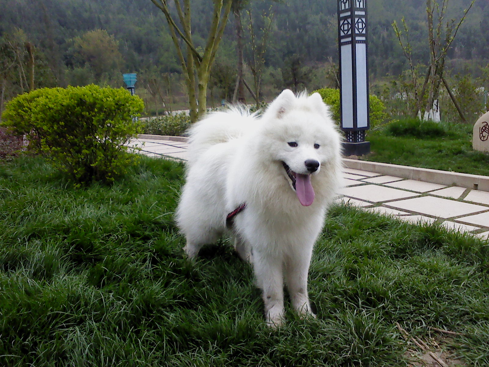 萨摩耶犬成年犬有多大图片