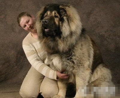 你见过这么高大的狗吗神奇的世界狗王组图转贴复制链接