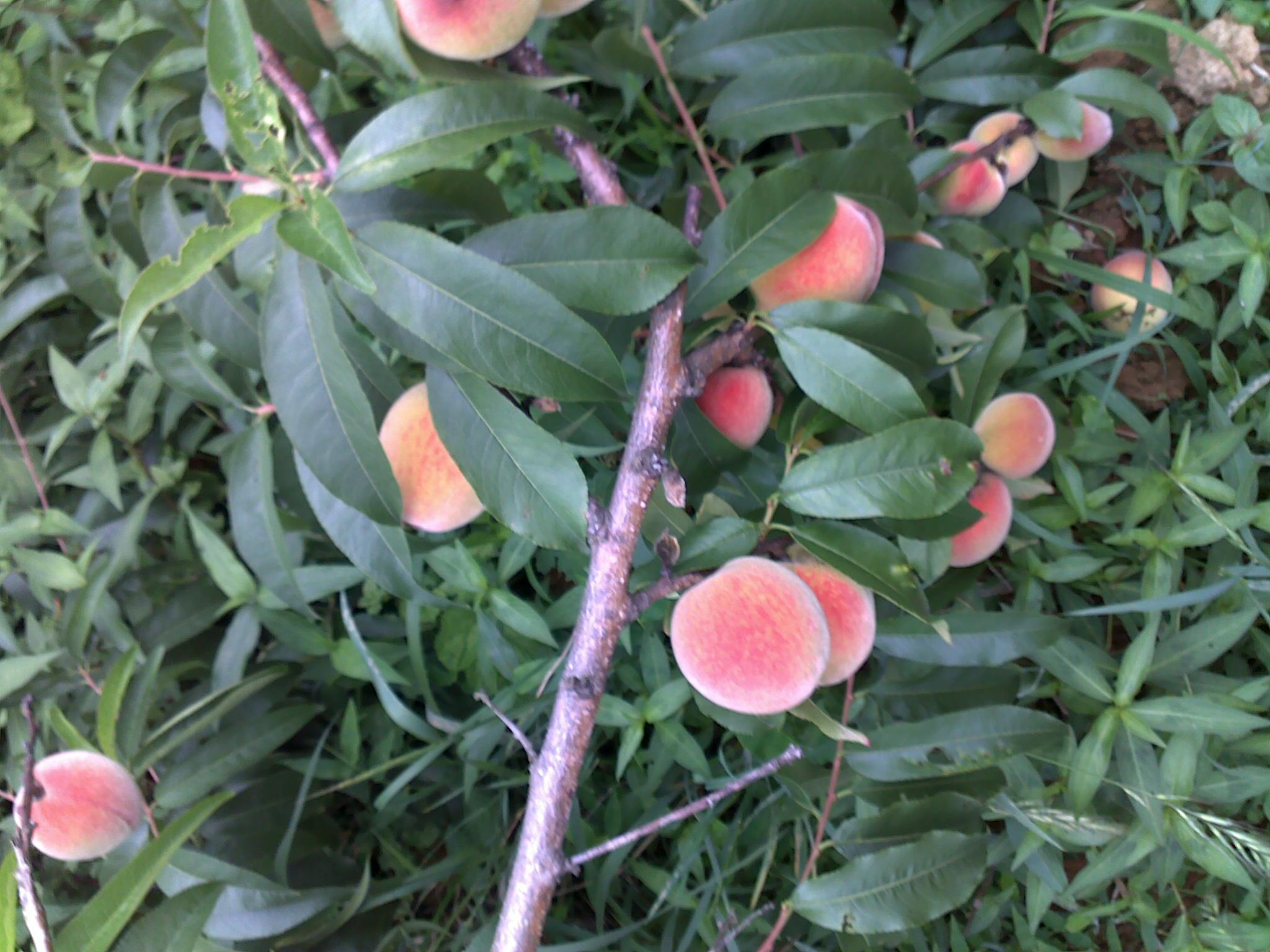 20110619086.jpg