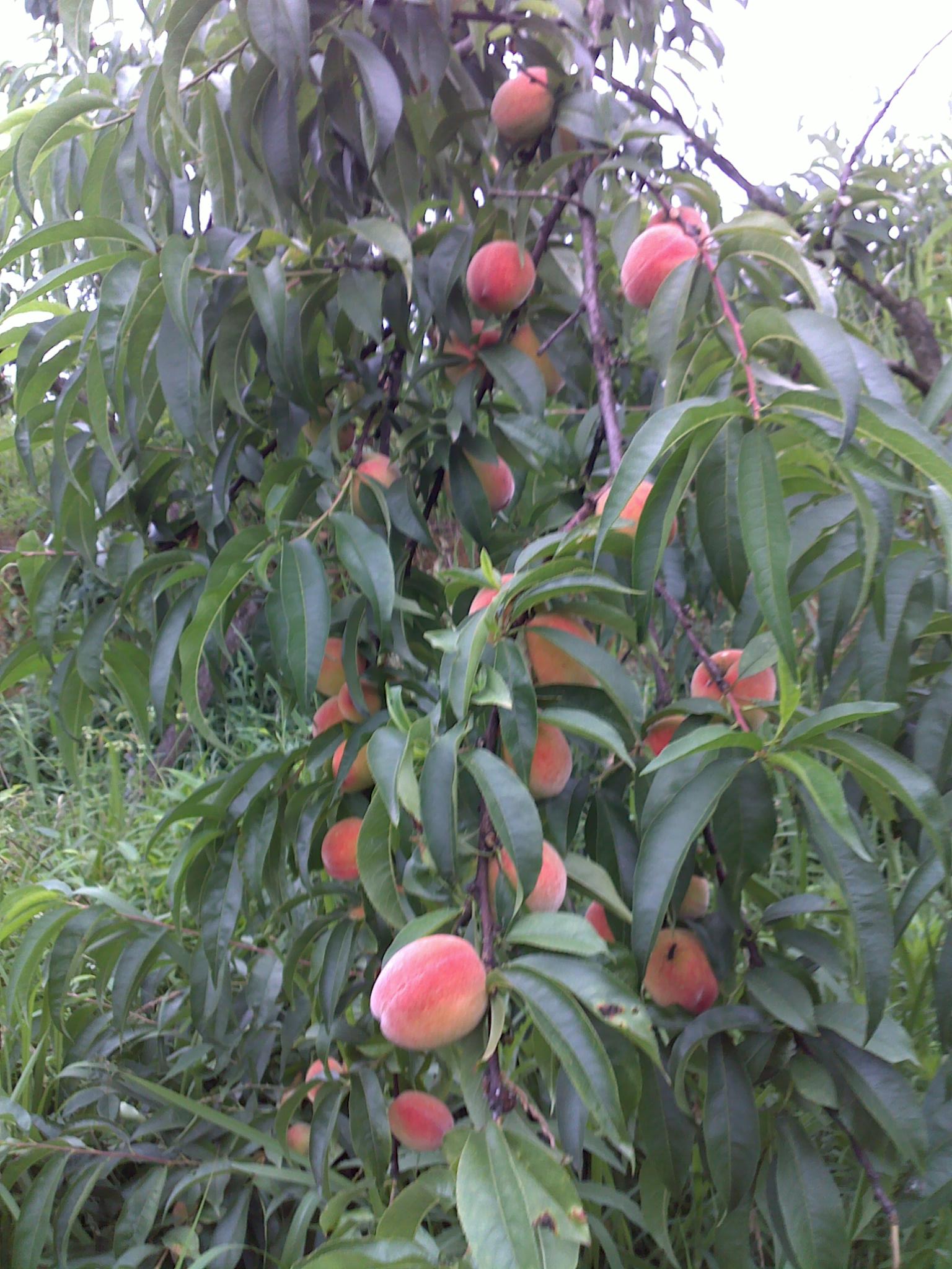 20110619091.jpg