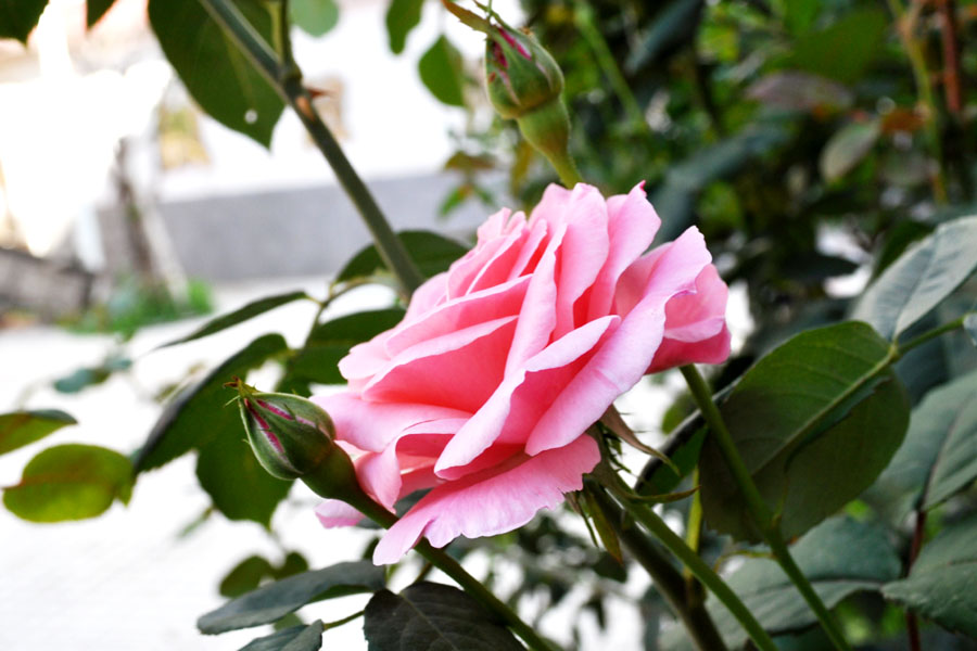 DSC_0612.jpg