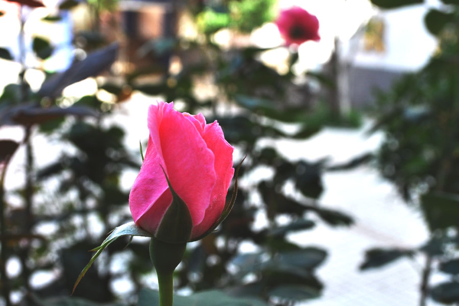 DSC_0619.jpg