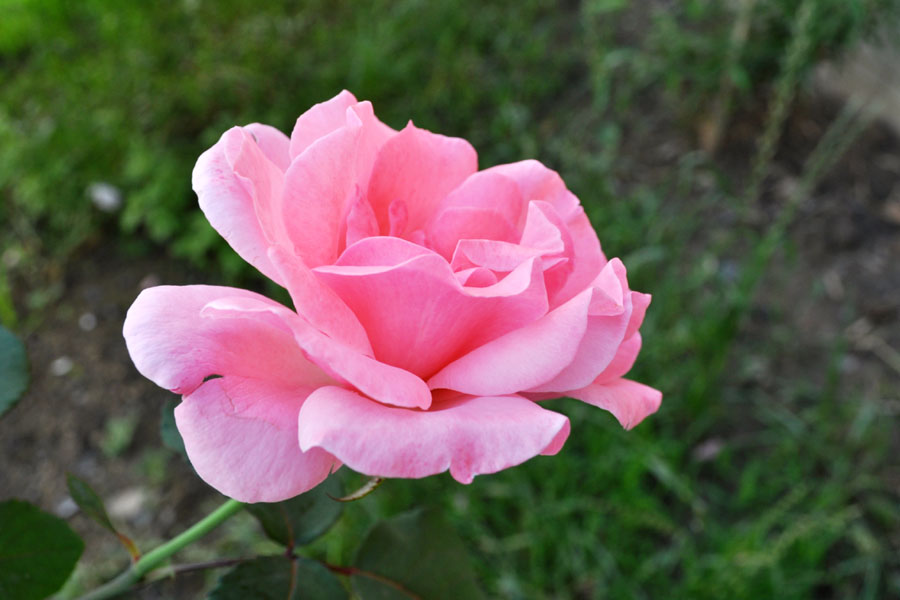 DSC_0621.jpg