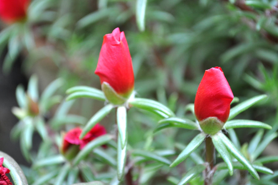 DSC_0716.jpg