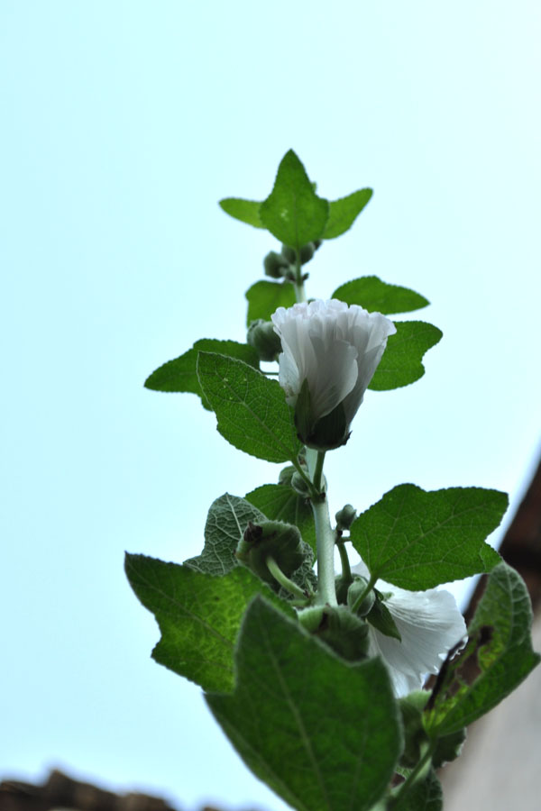 DSC_0729.jpg