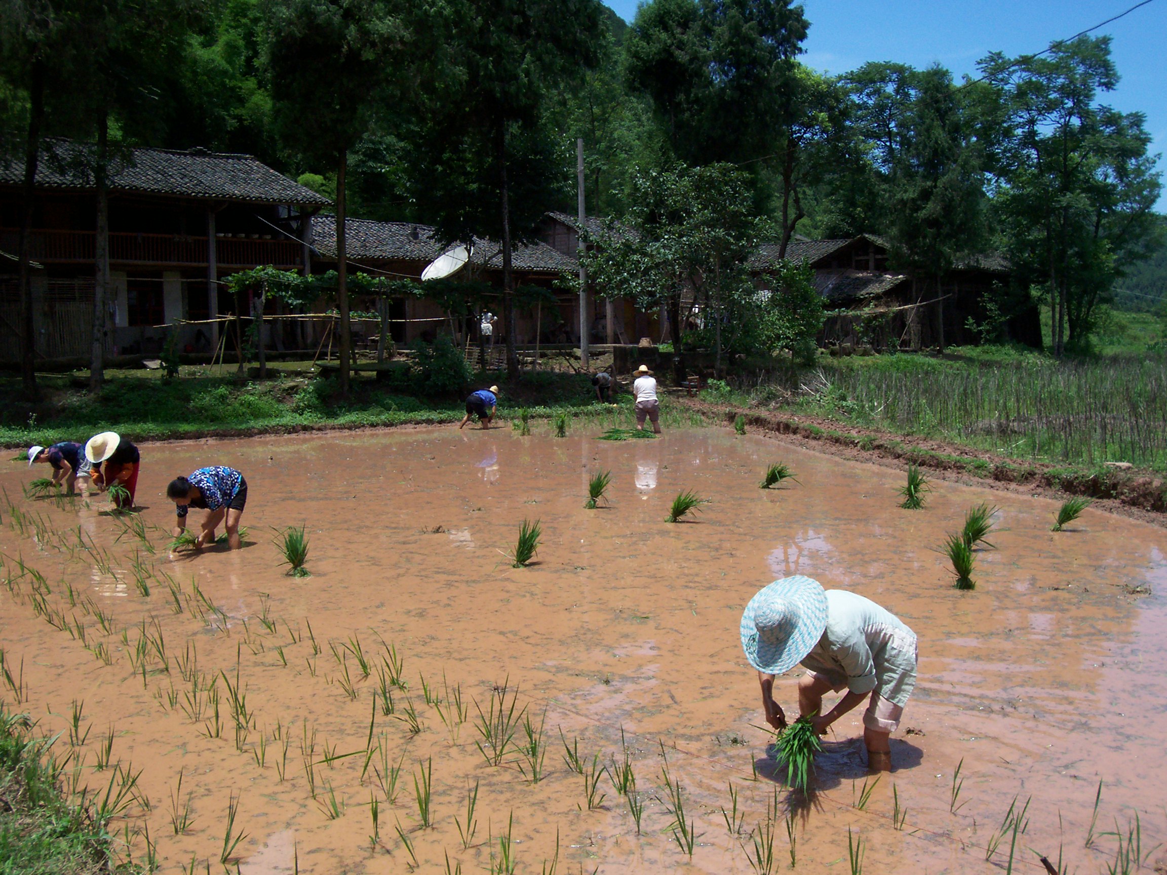 夏至时节插秧忙